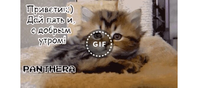 Прикольные гифки с котятами, юбилеем