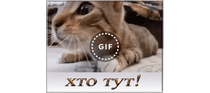 Кто тут картинки. Оборзевший кот. Пойду суеверных погоняю. Жадные коты. Кто здесь?.